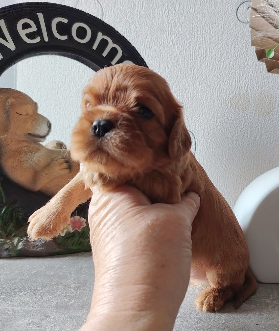 Du puits des sortileges - Chiots disponibles - Cavalier King Charles Spaniel