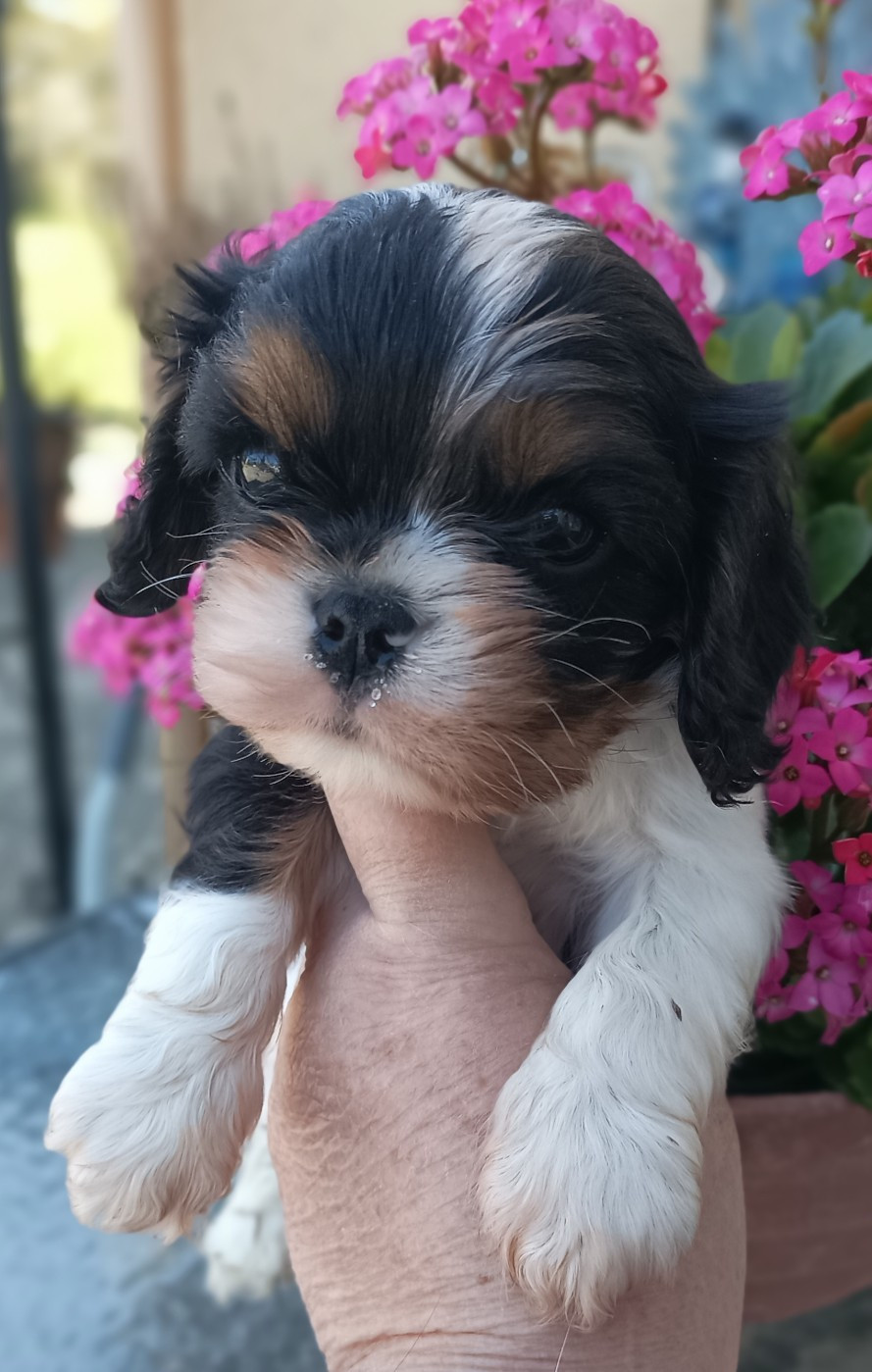 Du puits des sortileges - Chiots disponibles - Cavalier King Charles Spaniel