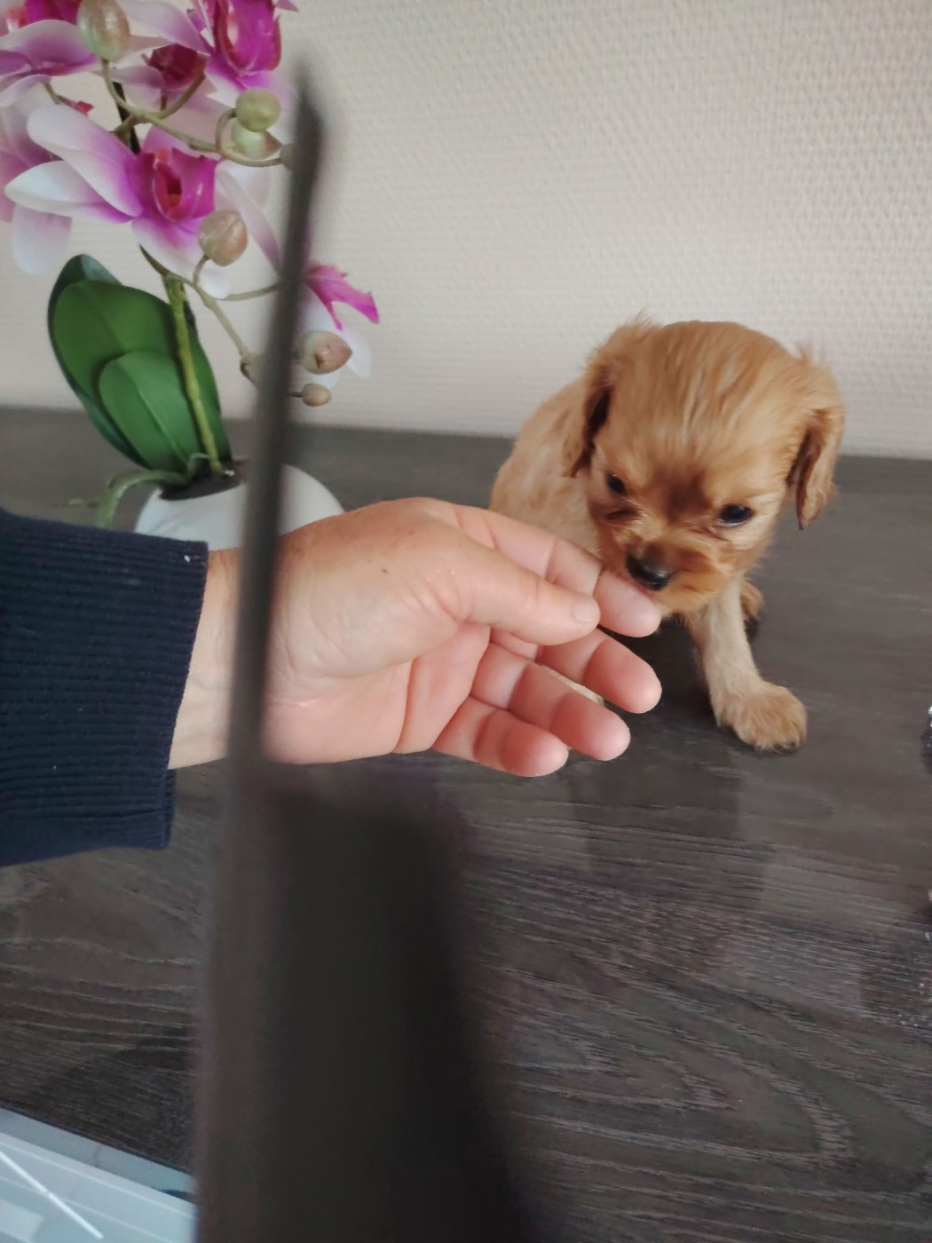 Du puits des sortileges - Chiots disponibles - Cavalier King Charles Spaniel