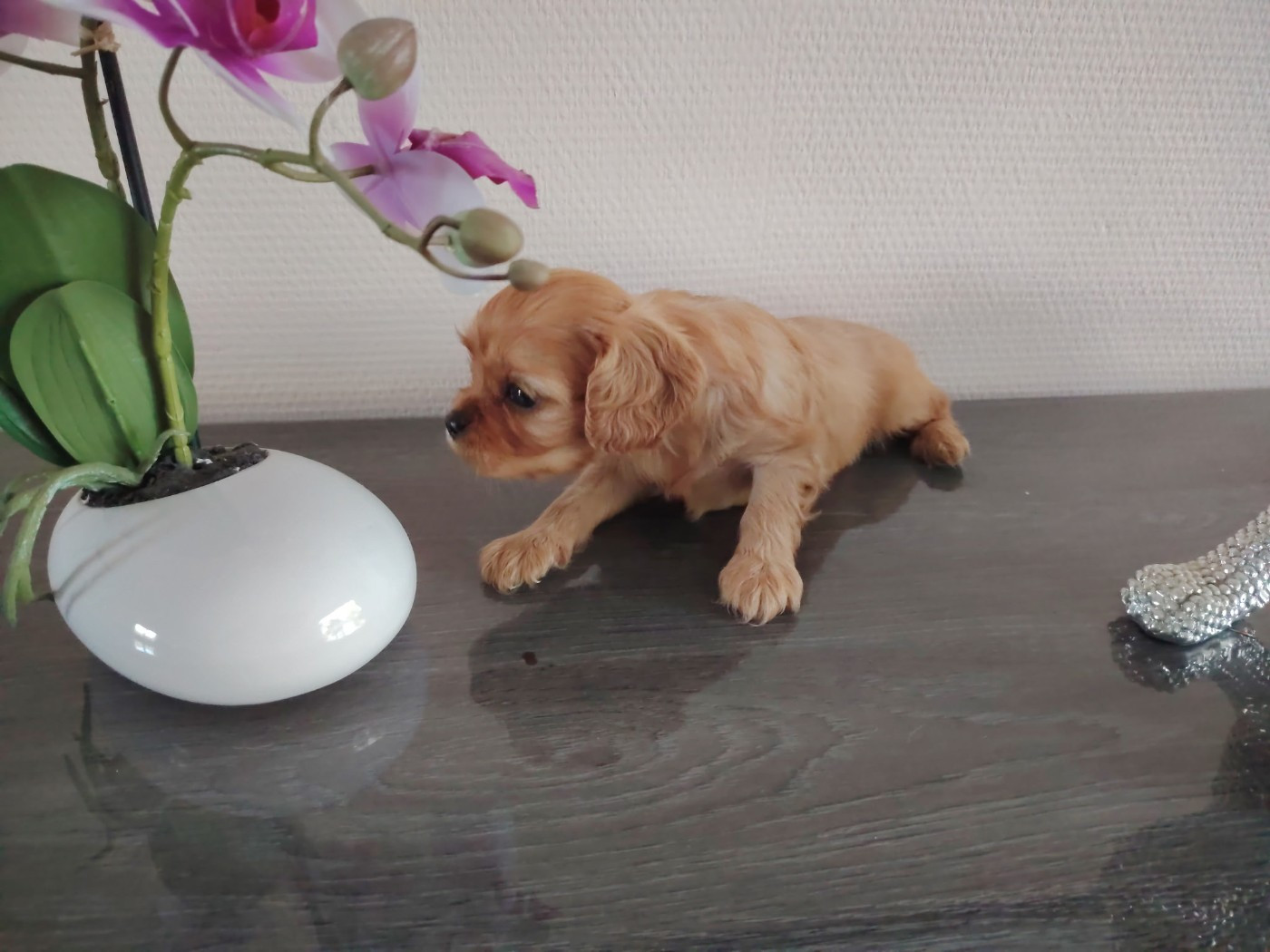 Du puits des sortileges - Chiots disponibles - Cavalier King Charles Spaniel