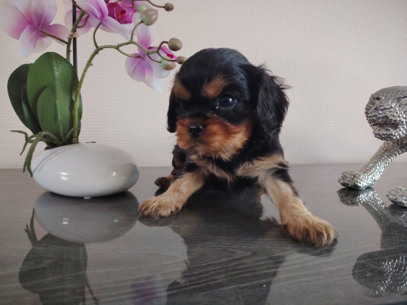 Du puits des sortileges - Chiots disponibles - Cavalier King Charles Spaniel