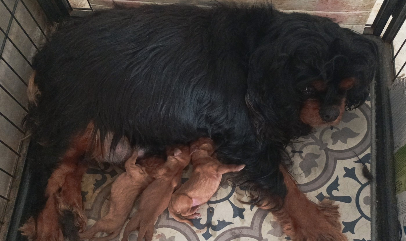 Du puits des sortileges - Chiots disponibles - Cavalier King Charles Spaniel