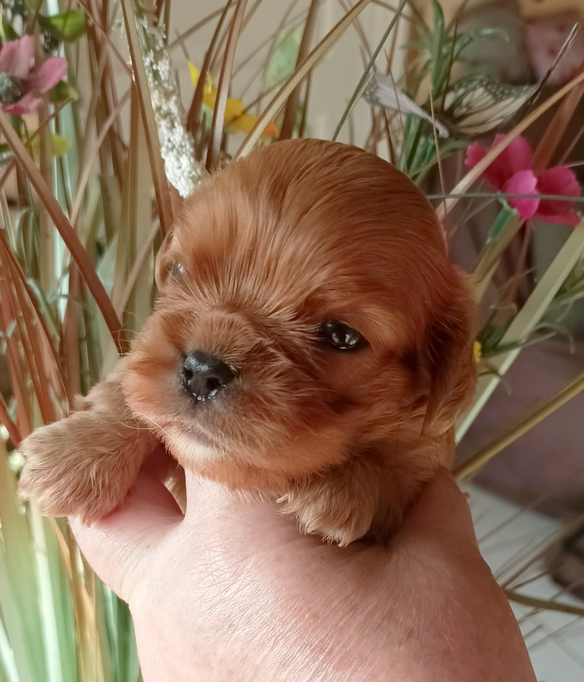 Du puits des sortileges - Chiots disponibles - Cavalier King Charles Spaniel