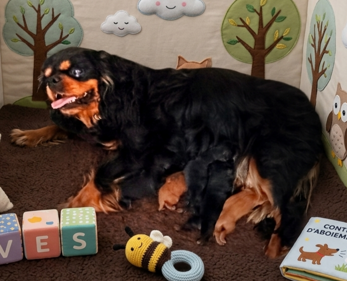Du puits des sortileges - Chiots disponibles - Cavalier King Charles Spaniel