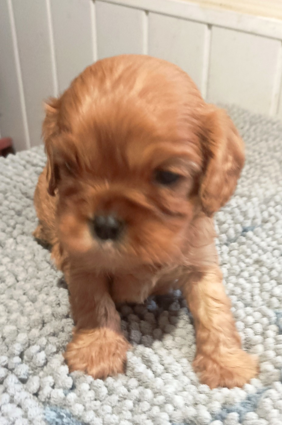 Du puits des sortileges - Chiots disponibles - Cavalier King Charles Spaniel