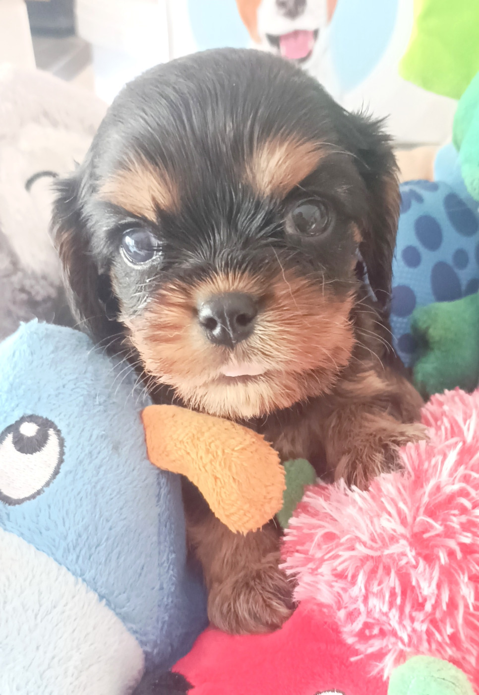 Du puits des sortileges - Chiots disponibles - Cavalier King Charles Spaniel