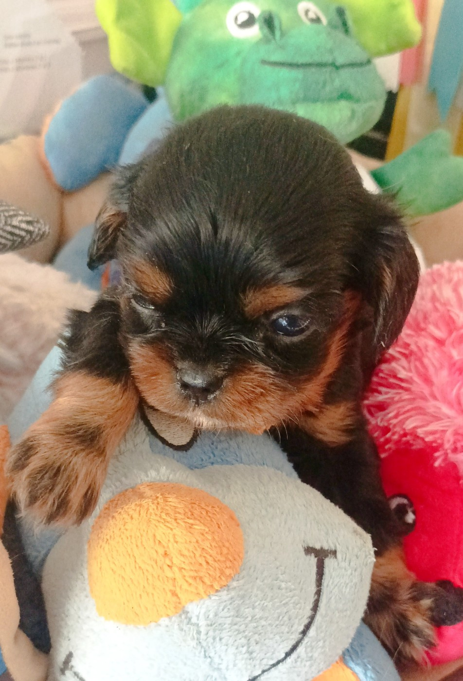 Du puits des sortileges - Chiots disponibles - Cavalier King Charles Spaniel