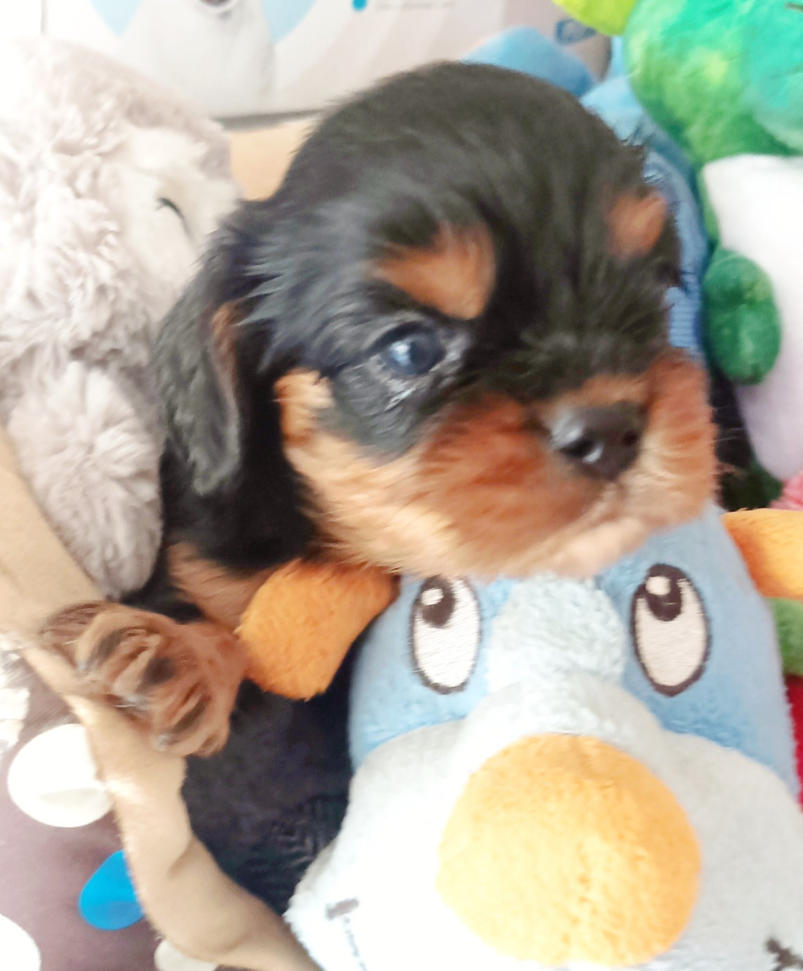 Du puits des sortileges - Chiots disponibles - Cavalier King Charles Spaniel