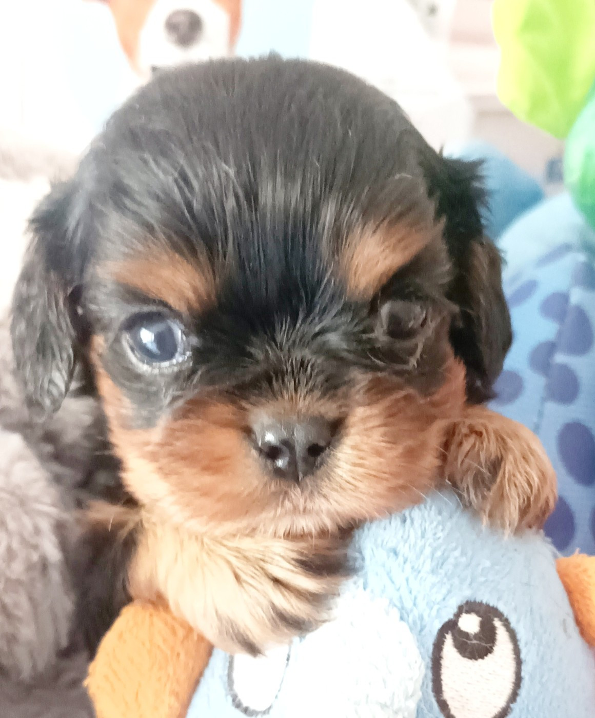 Du puits des sortileges - Chiots disponibles - Cavalier King Charles Spaniel