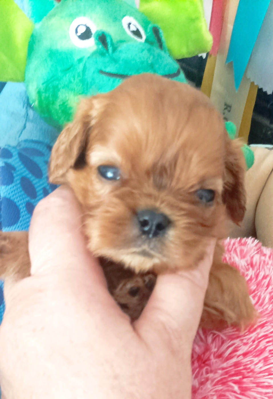Du puits des sortileges - Chiots disponibles - Cavalier King Charles Spaniel