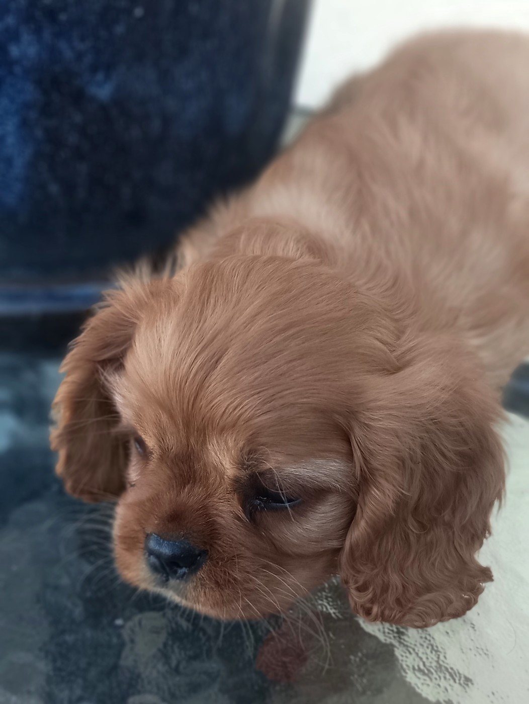 Du puits des sortileges - Chiots disponibles - Cavalier King Charles Spaniel