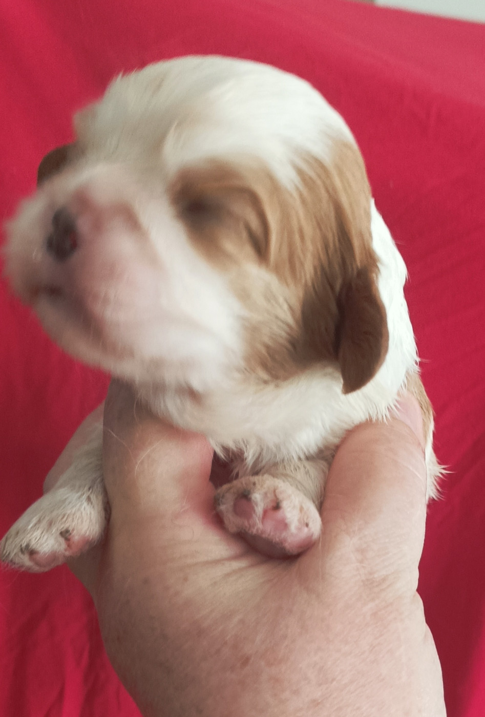 Du puits des sortileges - Chiots disponibles - Cavalier King Charles Spaniel