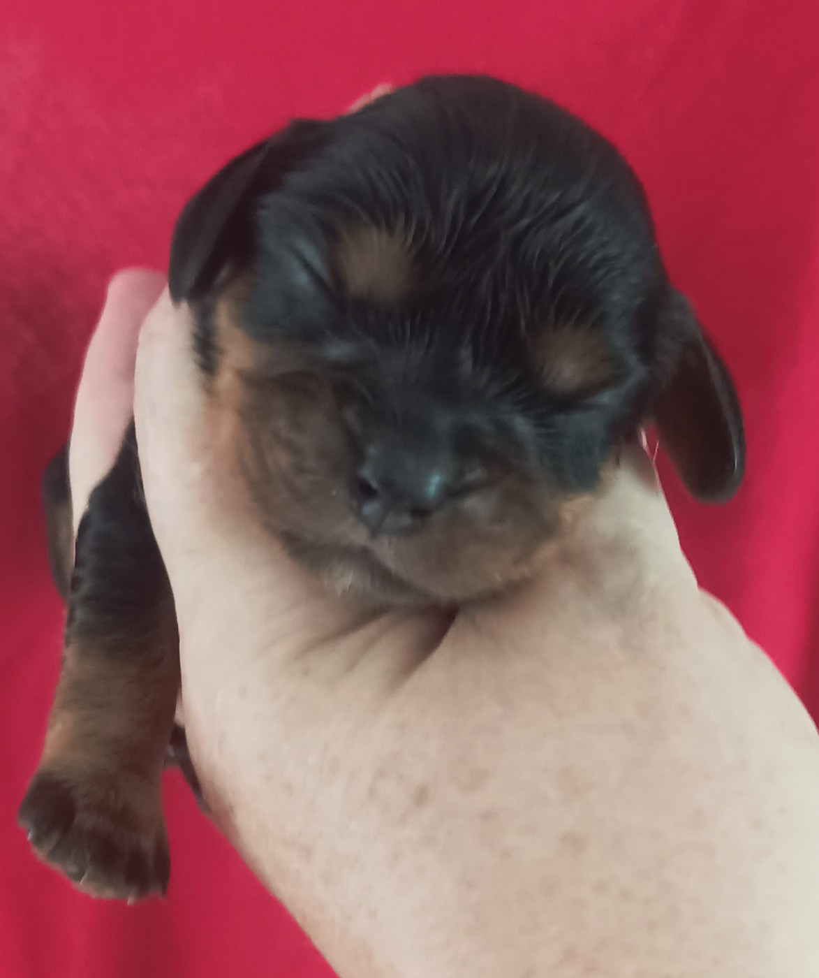 Du puits des sortileges - Chiots disponibles - Cavalier King Charles Spaniel