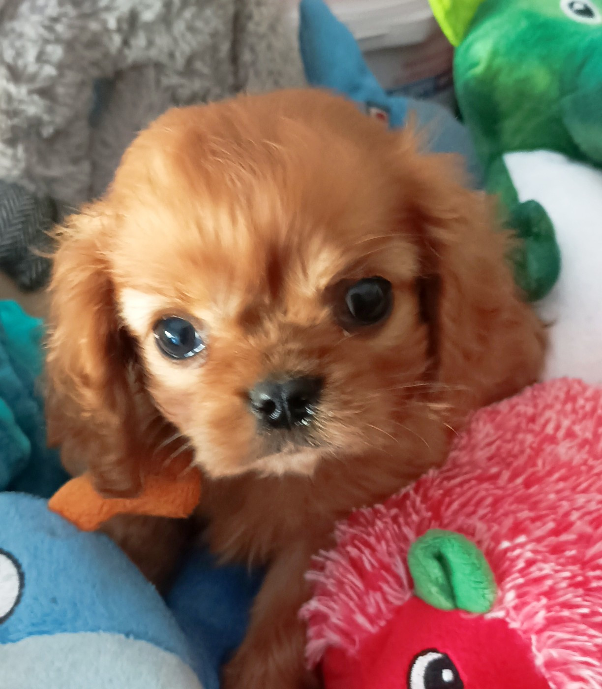 Du puits des sortileges - Chiots disponibles - Cavalier King Charles Spaniel