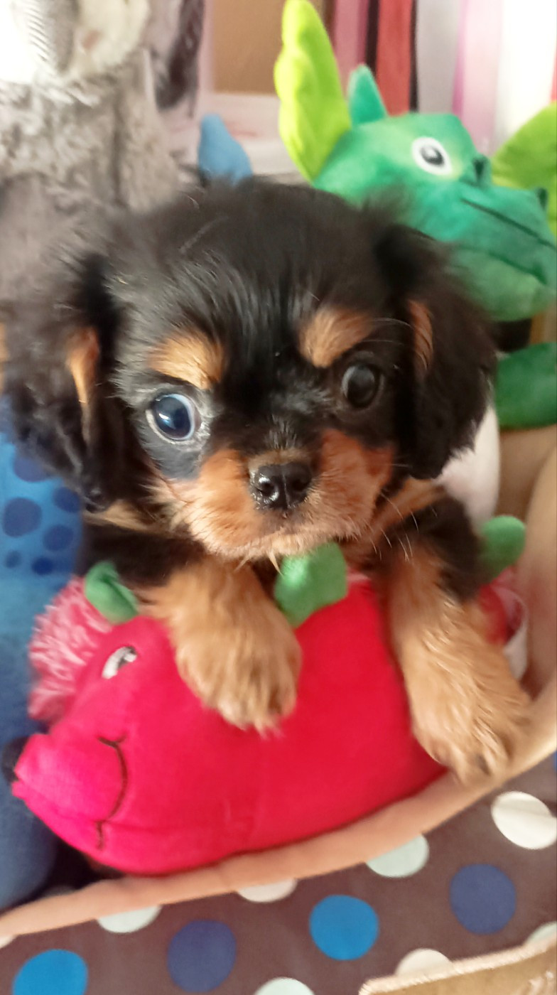 Du puits des sortileges - Chiots disponibles - Cavalier King Charles Spaniel