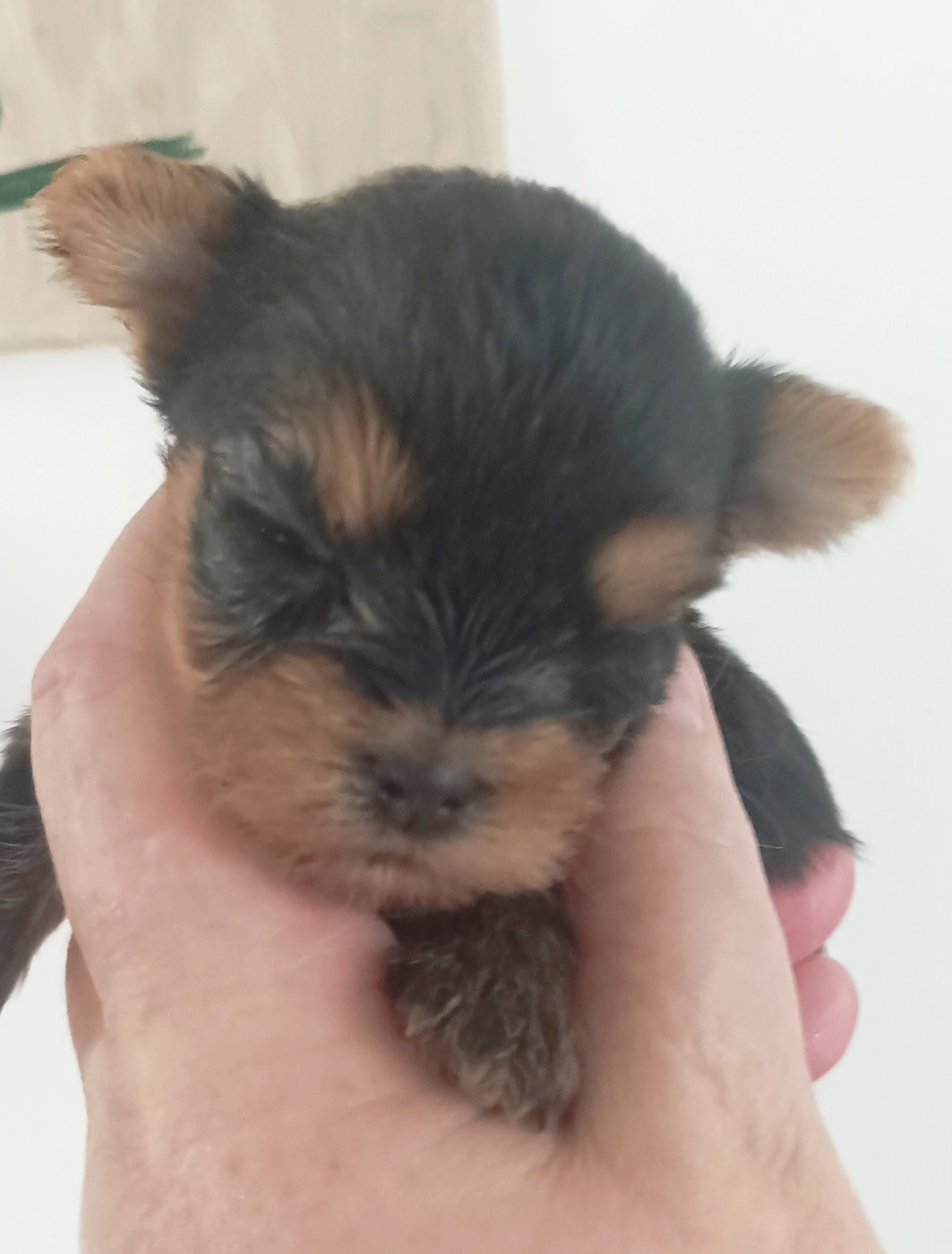 Du puits des sortileges - Chiots disponibles - Yorkshire Terrier