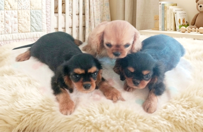 Du puits des sortileges - Chiots disponibles - Cavalier King Charles Spaniel