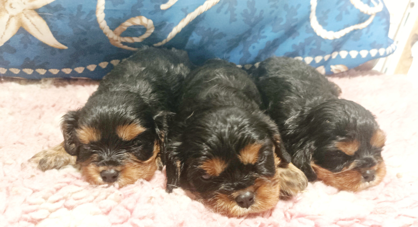 Du puits des sortileges - Chiots disponibles - Cavalier King Charles Spaniel