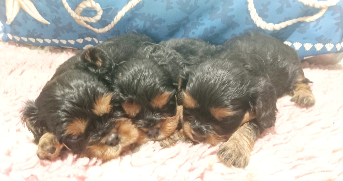 Du puits des sortileges - Chiots disponibles - Cavalier King Charles Spaniel