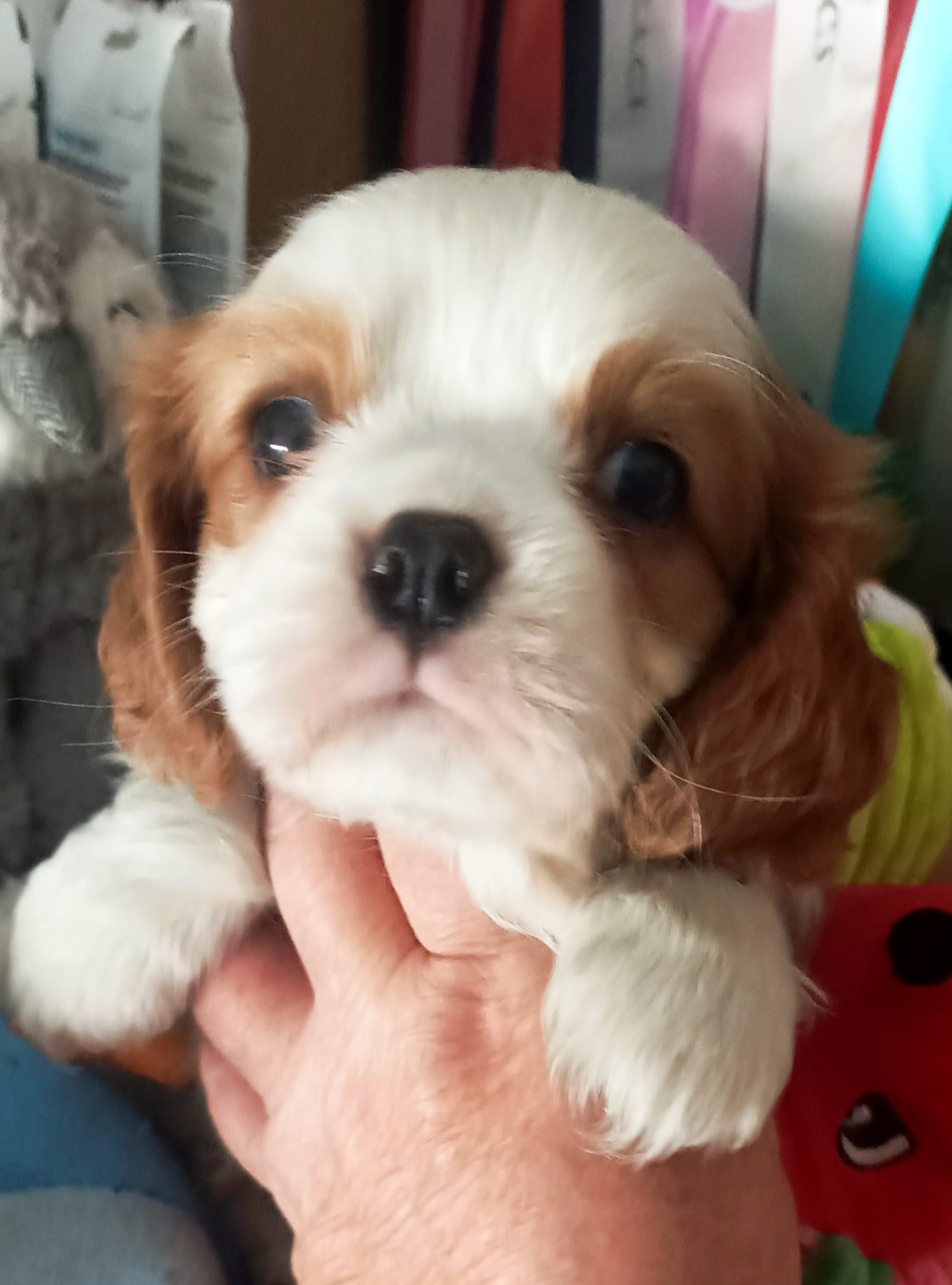 Du puits des sortileges - Chiots disponibles - Cavalier King Charles Spaniel