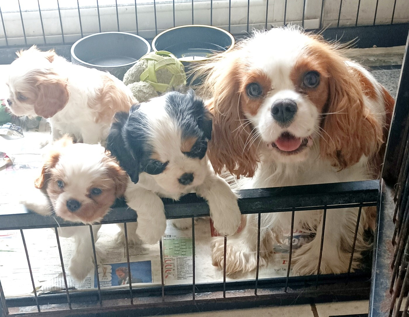 Du puits des sortileges - Cavalier King Charles Spaniel - Portée née le 12/06/2026