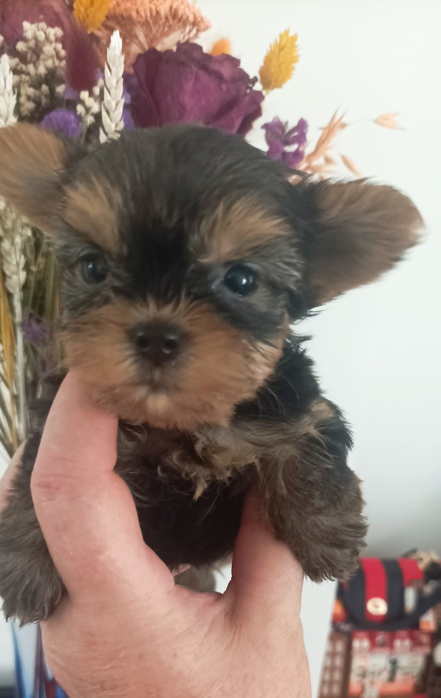 Du puits des sortileges - Chiots disponibles - Yorkshire Terrier