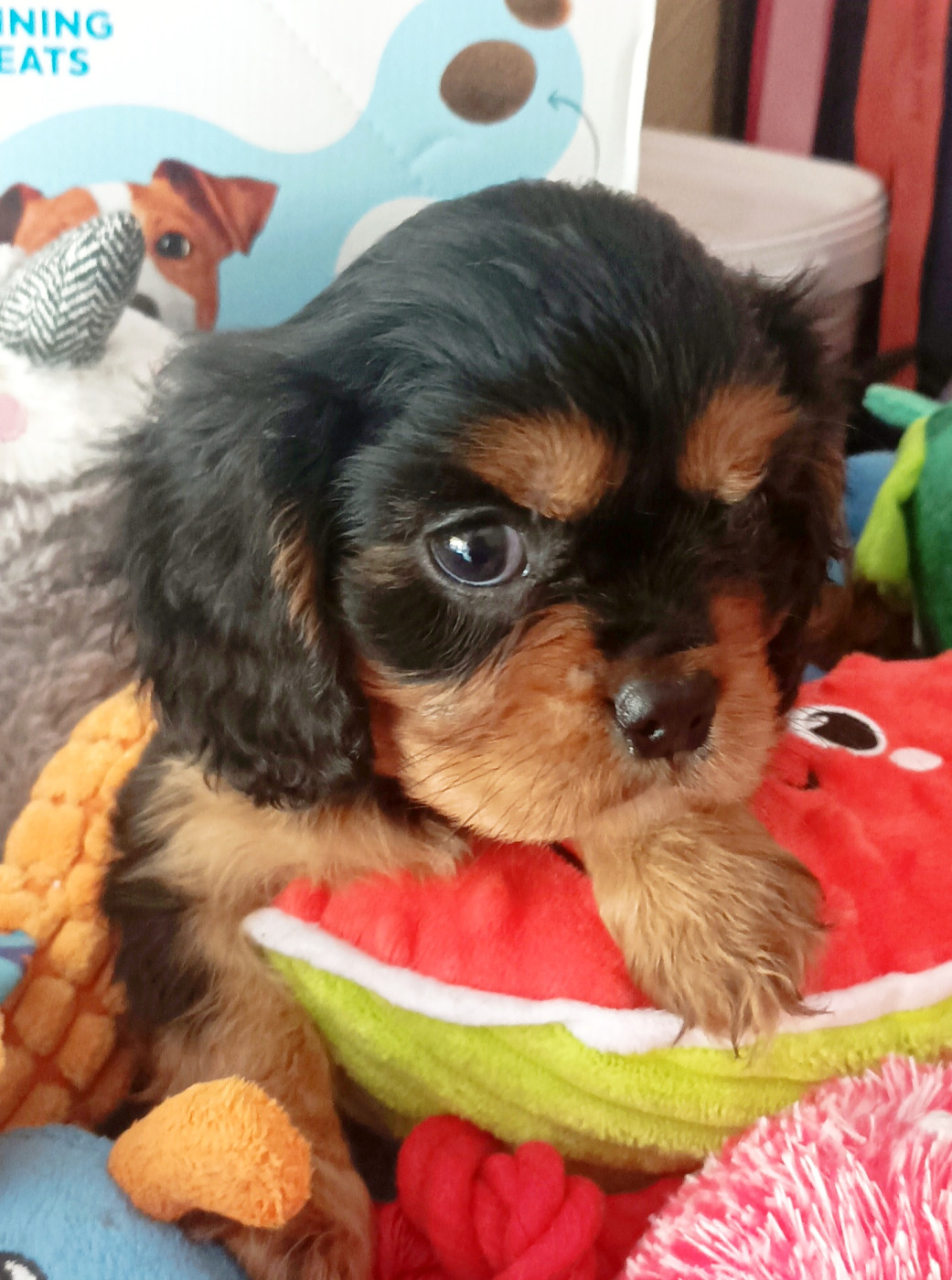 Du puits des sortileges - Chiots disponibles - Cavalier King Charles Spaniel
