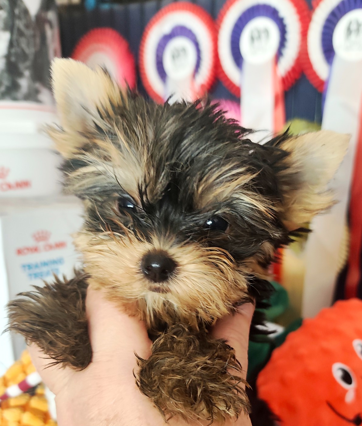 Du puits des sortileges - Yorkshire Terrier - Portée née le 20/06/2026
