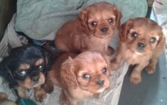 Du puits des sortileges - Cavalier King Charles Spaniel - Portée née le 28/10/2013