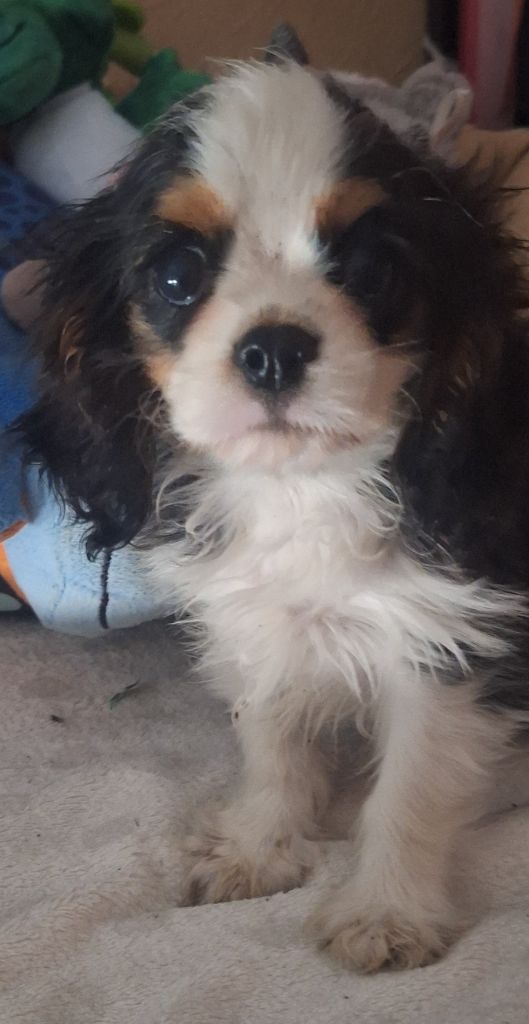 Du puits des sortileges - Chiots disponibles - Cavalier King Charles Spaniel