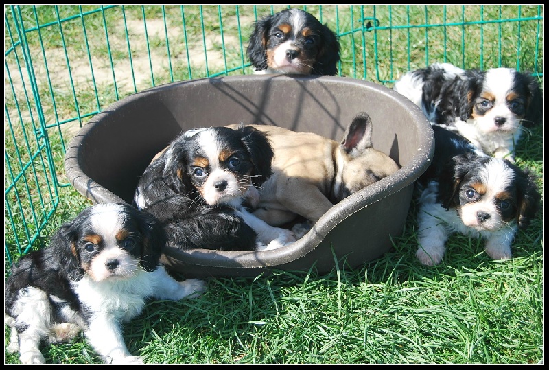 Du puits des sortileges - Cavalier King Charles Spaniel - Portée née le 03/02/2012