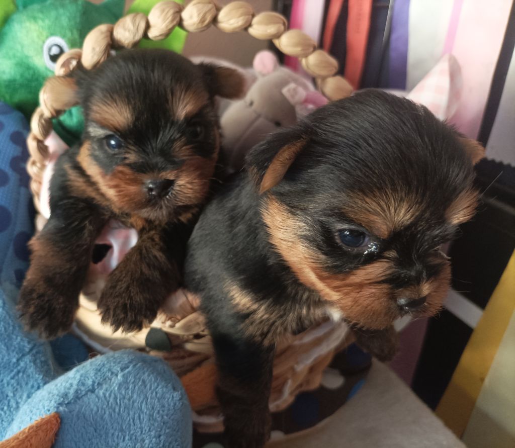 Du puits des sortileges - Chiots disponibles - Yorkshire Terrier