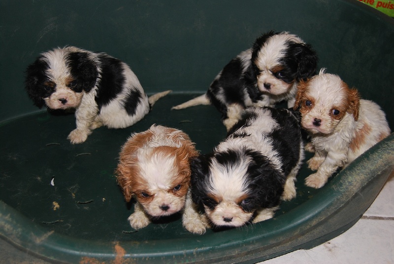 Du puits des sortileges - Cavalier King Charles Spaniel - Portée née le 13/04/2011