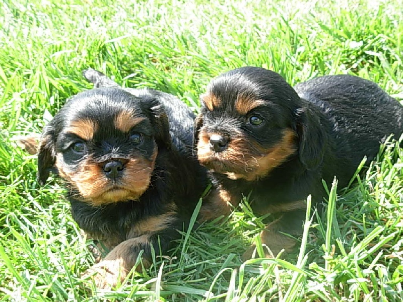 Du puits des sortileges - Cavalier King Charles Spaniel - Portée née le 10/03/2010