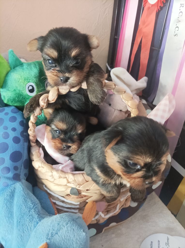 Du puits des sortileges - Chiots disponibles - Yorkshire Terrier