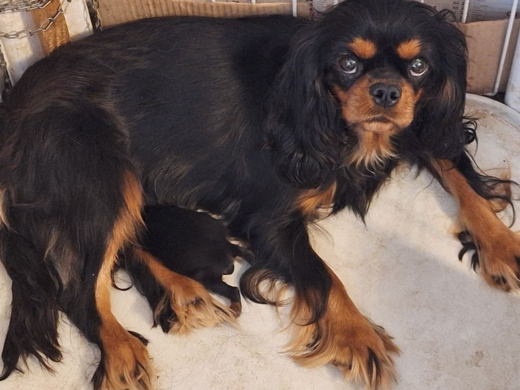 Du puits des sortileges - Cavalier King Charles Spaniel - Portée née le 18/09/2024