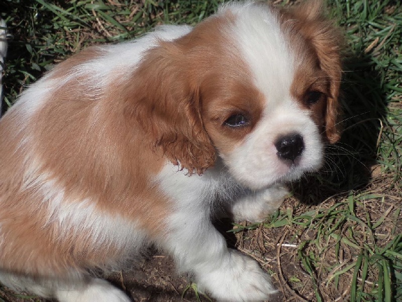 Du puits des sortileges - Cavalier King Charles Spaniel - Portée née le 27/06/2015