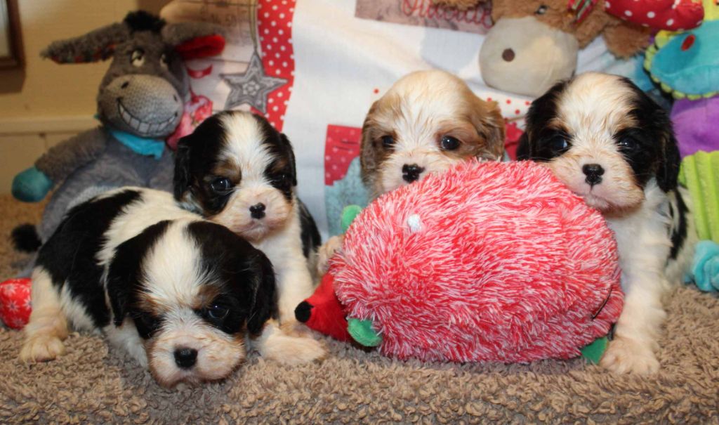 Du puits des sortileges - Cavalier King Charles Spaniel - Portée née le 12/10/2022