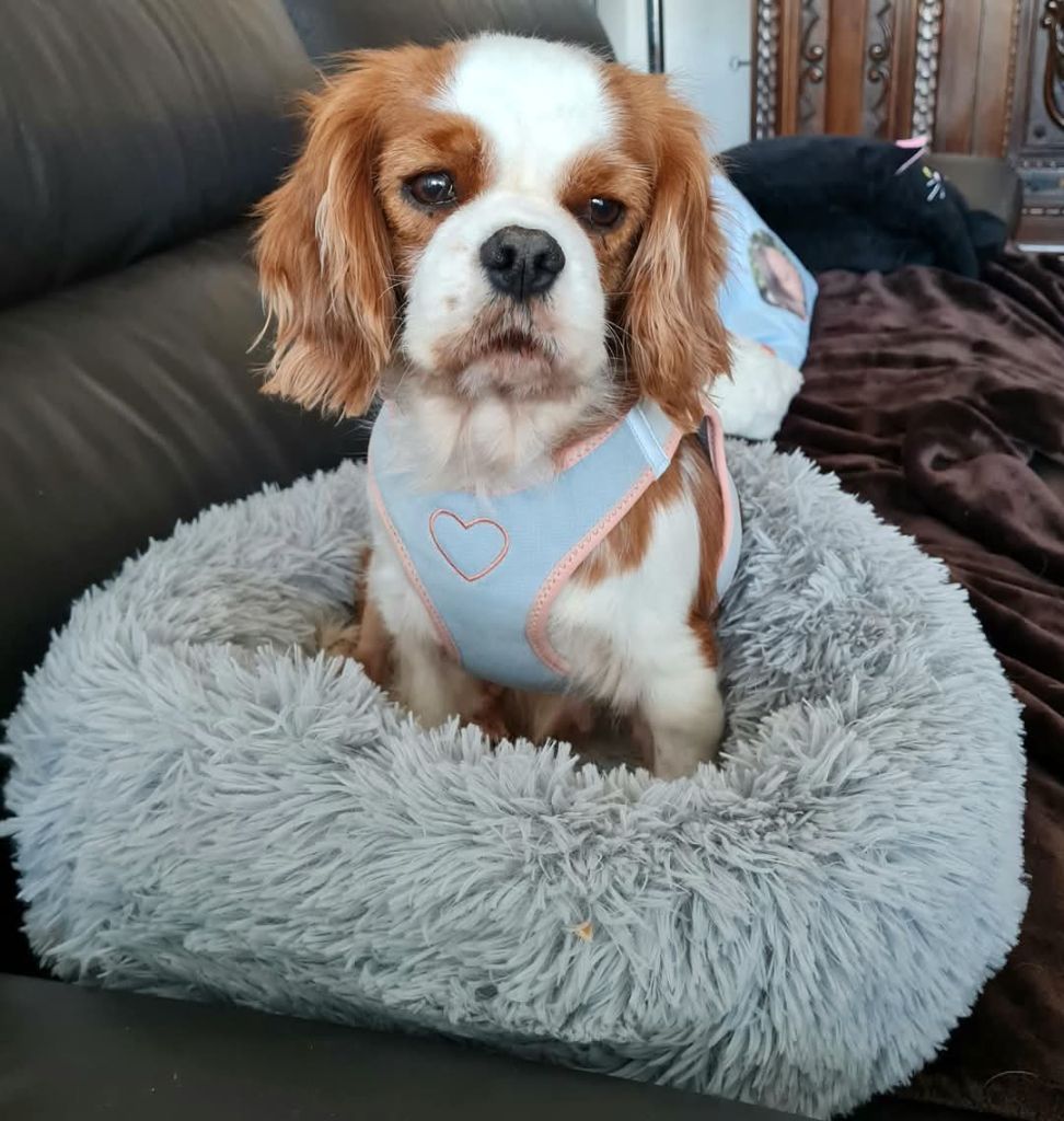 Du puits des sortileges - Cavalier King Charles Spaniel - Portée née le 15/10/2024