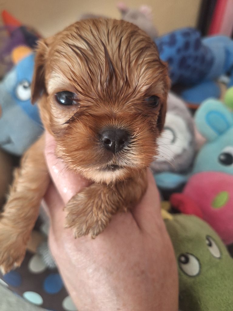 Du puits des sortileges - Chiots disponibles - Cavalier King Charles Spaniel