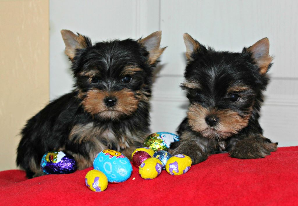 Du puits des sortileges - Yorkshire Terrier - Portée née le 20/02/2017