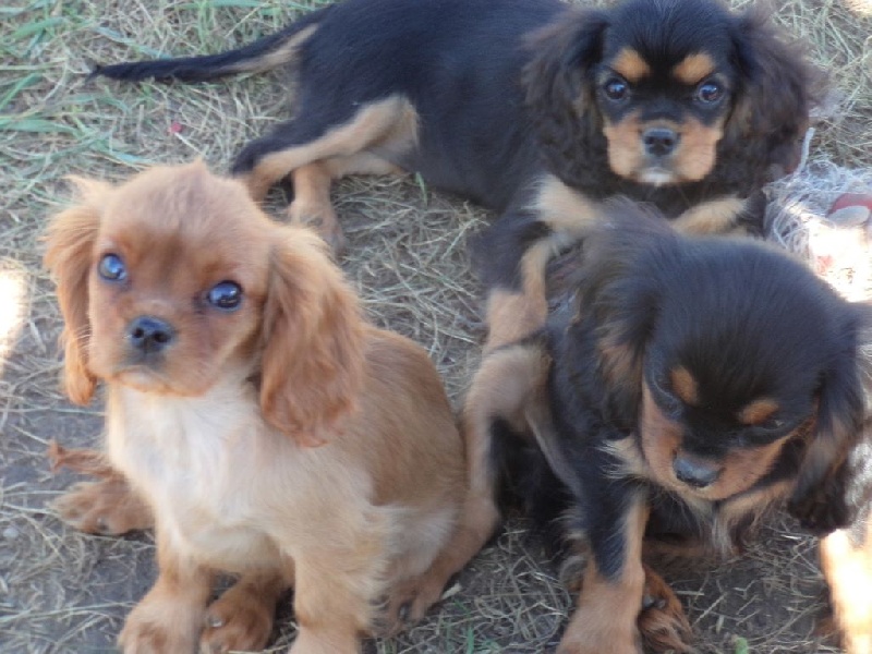 Chiot Cavalier King Charles Spaniel Du puits des sortileges