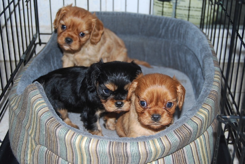 Du puits des sortileges - Cavalier King Charles Spaniel - Portée née le 05/11/2010
