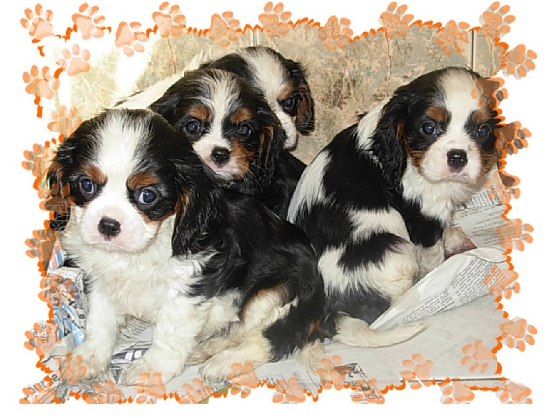 Du puits des sortileges - Cavalier King Charles Spaniel - Portée née le 18/06/2010