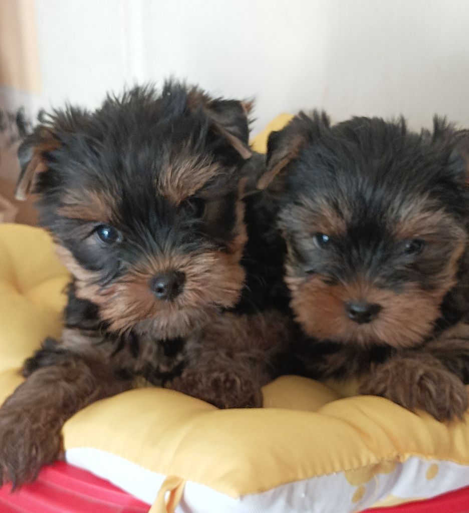 Du puits des sortileges - Yorkshire Terrier - Portée née le 22/09/2025