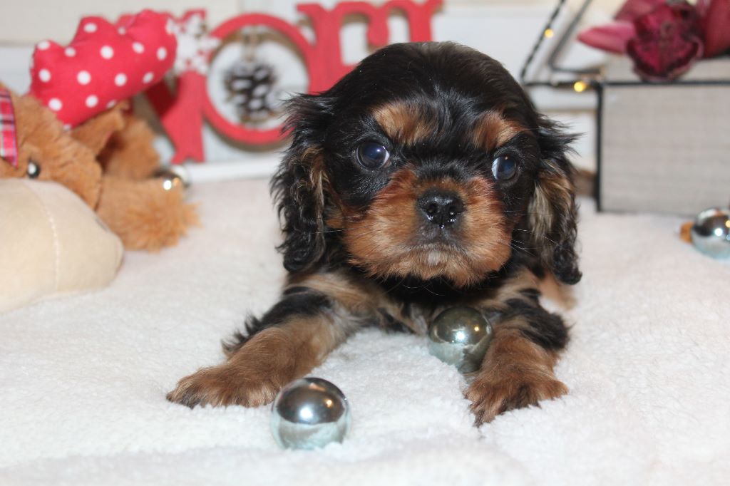 Du puits des sortileges - Cavalier King Charles Spaniel - Portée née le 21/10/2020