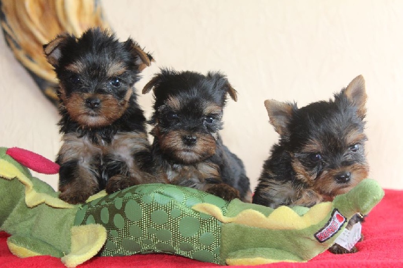 Du puits des sortileges - Yorkshire Terrier - Portée née le 10/01/2017