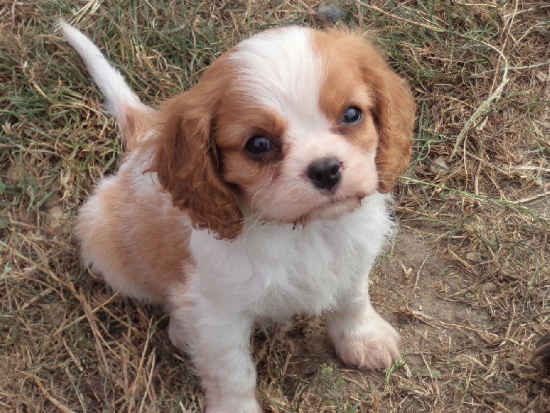 Du puits des sortileges - Cavalier King Charles Spaniel - Portée née le 02/06/2015