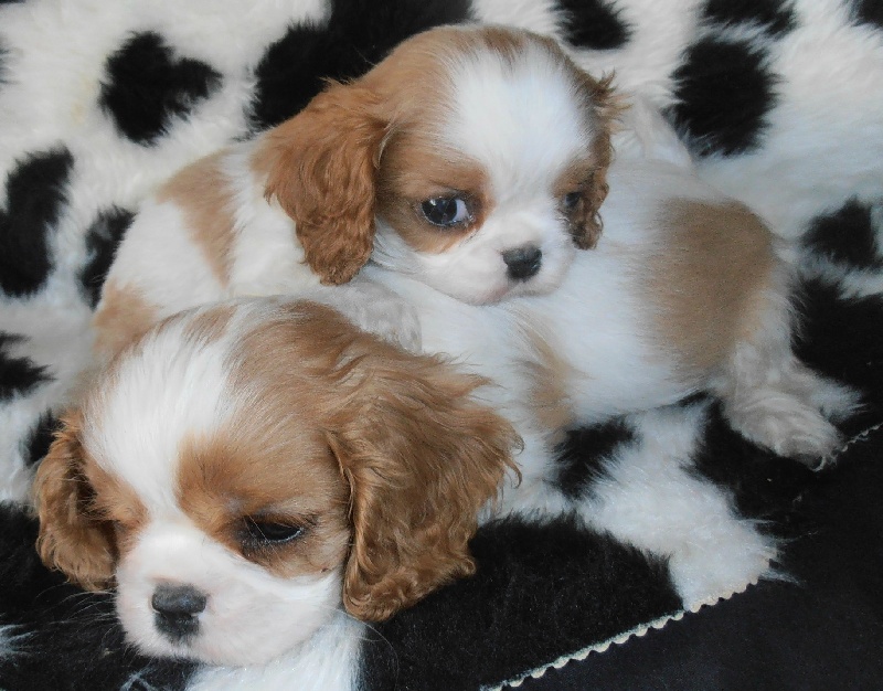 Du puits des sortileges - Cavalier King Charles Spaniel - Portée née le 14/01/2013