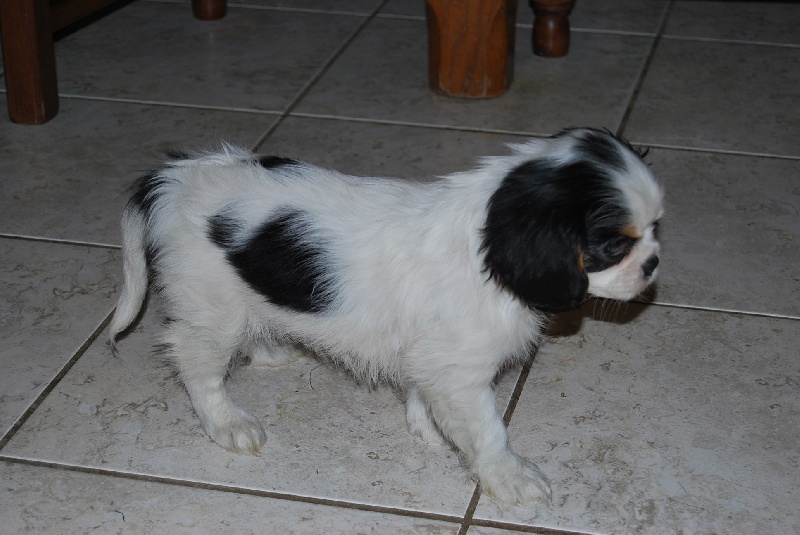 Du puits des sortileges - Cavalier King Charles Spaniel - Portée née le 17/11/2011